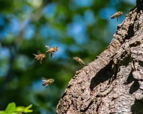 Why Protecting Honeybees Might Harm Other Bee Species